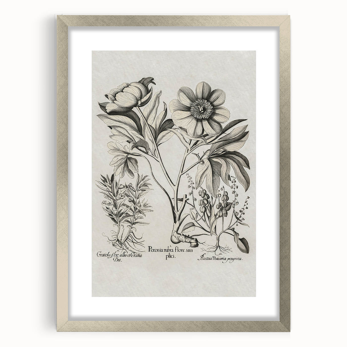 Vintage Botanical Peony and Flower Art Print – Black and White Botanical Wall Art