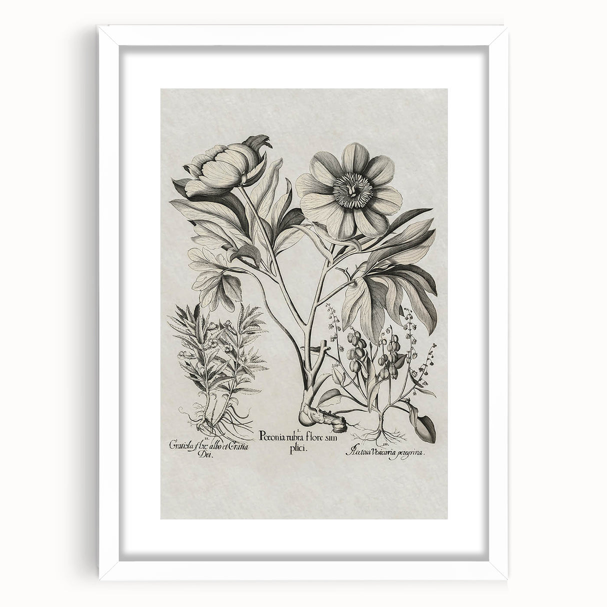 Vintage Botanical Peony and Flower Art Print – Black and White Botanical Wall Art