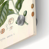 Vintage Botanical Art Print - Coffea Arabica Coffee Plant Illustration