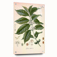 Vintage Botanical Art Print - Coffea Arabica Coffee Plant Illustration