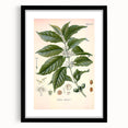 Vintage Botanical Art Print - Coffea Arabica Coffee Plant Illustration