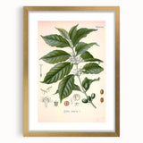 Vintage Botanical Art Print - Coffea Arabica Coffee Plant Illustration