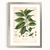 Vintage Botanical Art Print - Coffea Arabica Coffee Plant Illustration