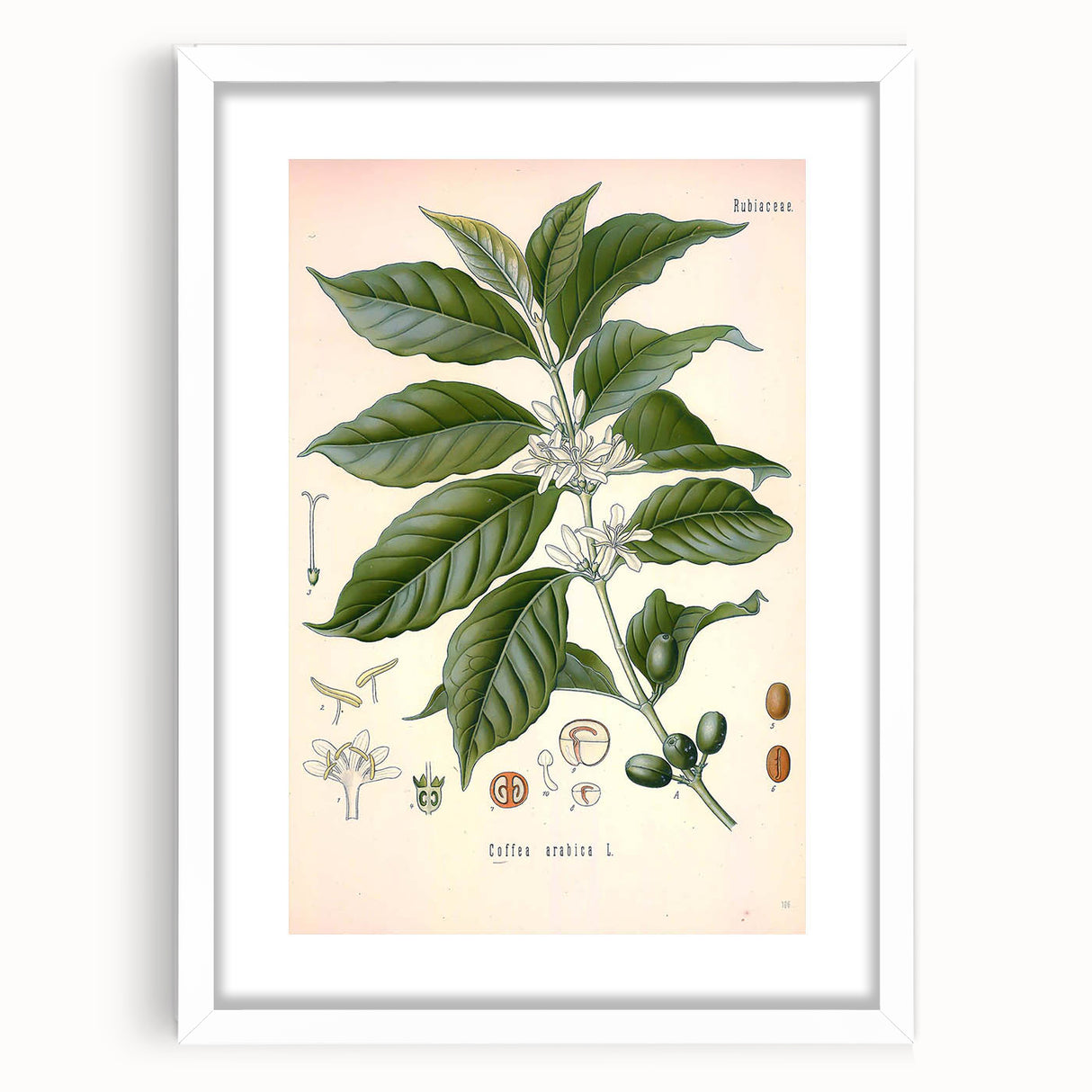 Vintage Botanical Art Print - Coffea Arabica Coffee Plant Illustration