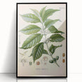 Vintage Botanical Art Print - Coffea Arabica Coffee Plant Illustration