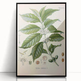 Vintage Botanical Art Print - Coffea Arabica Coffee Plant Illustration