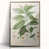 Vintage Botanical Art Print - Coffea Arabica Coffee Plant Illustration