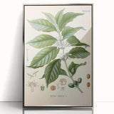 Vintage Botanical Art Print - Coffea Arabica Coffee Plant Illustration