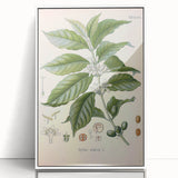 Vintage Botanical Art Print - Coffea Arabica Coffee Plant Illustration
