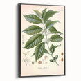 Vintage Botanical Art Print - Coffea Arabica Coffee Plant Illustration