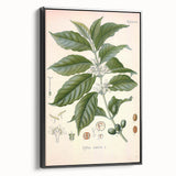 Vintage Botanical Art Print - Coffea Arabica Coffee Plant Illustration