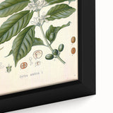 Vintage Botanical Art Print - Coffea Arabica Coffee Plant Illustration