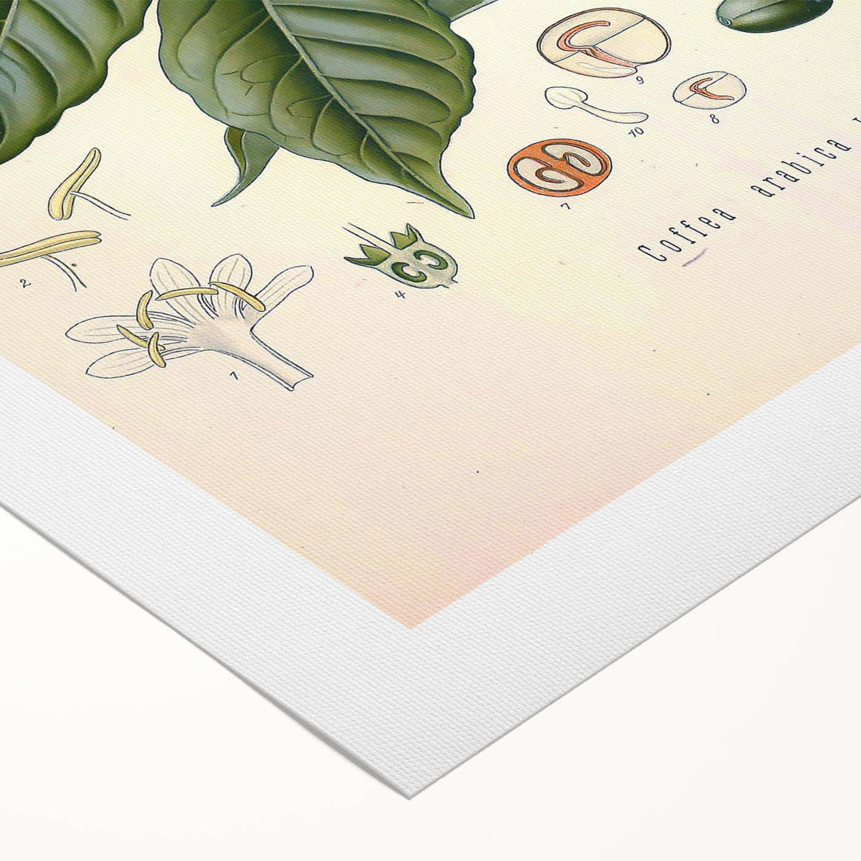 Vintage Botanical Art Print - Coffea Arabica Coffee Plant Illustration
