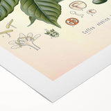 Vintage Botanical Art Print - Coffea Arabica Coffee Plant Illustration