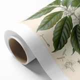 Vintage Botanical Art Print - Coffea Arabica Coffee Plant Illustration