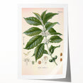 Vintage Botanical Art Print - Coffea Arabica Coffee Plant Illustration