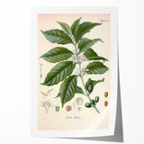 Vintage Botanical Art Print - Coffea Arabica Coffee Plant Illustration