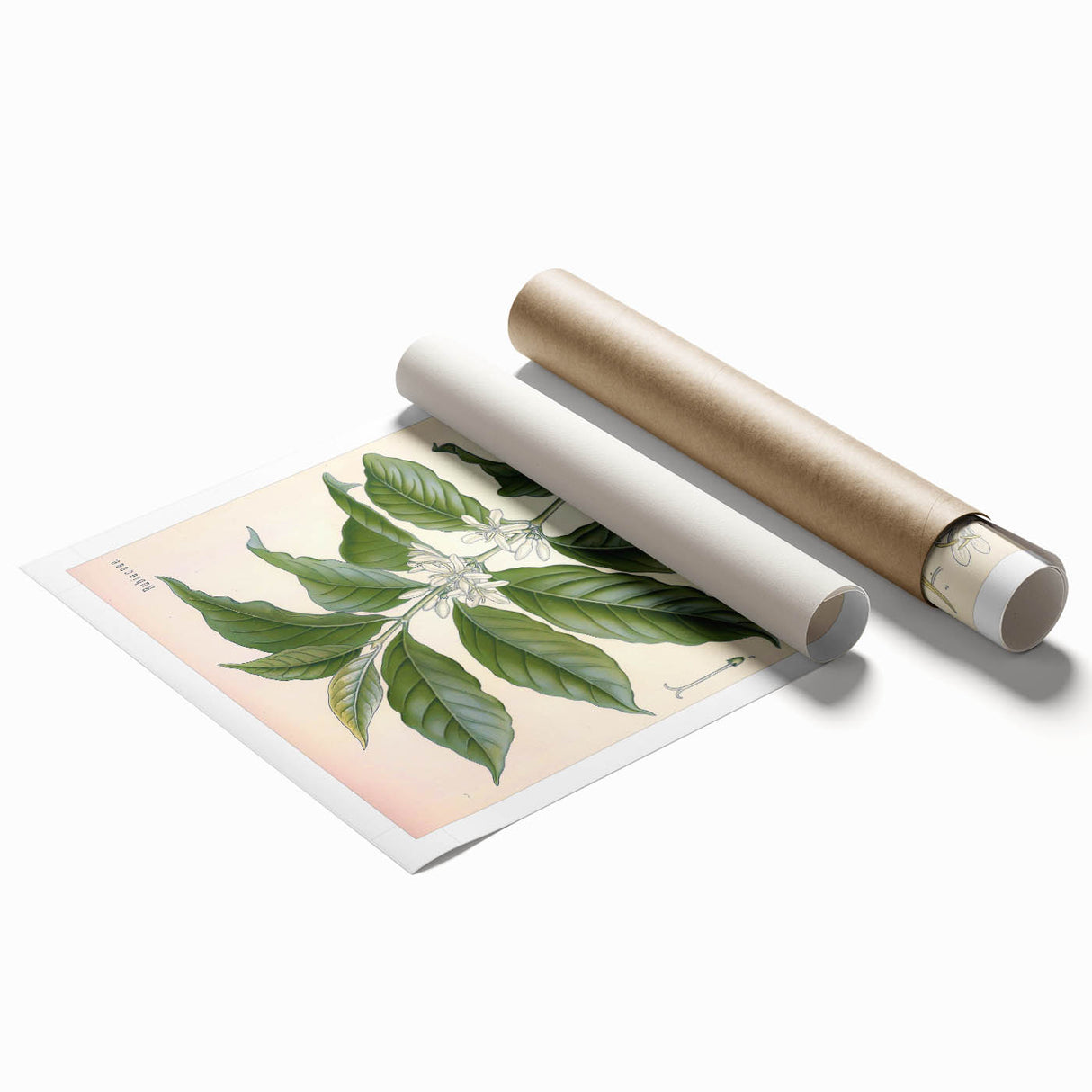 Vintage Botanical Art Print - Coffea Arabica Coffee Plant Illustration