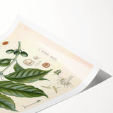Vintage Botanical Art Print - Coffea Arabica Coffee Plant Illustration