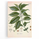 Vintage Botanical Art Print - Coffea Arabica Coffee Plant Illustration