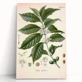 Vintage Botanical Art Print - Coffea Arabica Coffee Plant Illustration