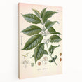 Vintage Botanical Art Print - Coffea Arabica Coffee Plant Illustration