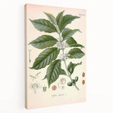 Vintage Botanical Art Print - Coffea Arabica Coffee Plant Illustration