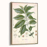 Vintage Botanical Art Print - Coffea Arabica Coffee Plant Illustration