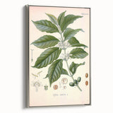 Vintage Botanical Art Print - Coffea Arabica Coffee Plant Illustration
