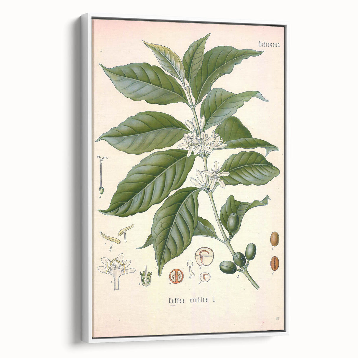 Vintage Botanical Art Print - Coffea Arabica Coffee Plant Illustration
