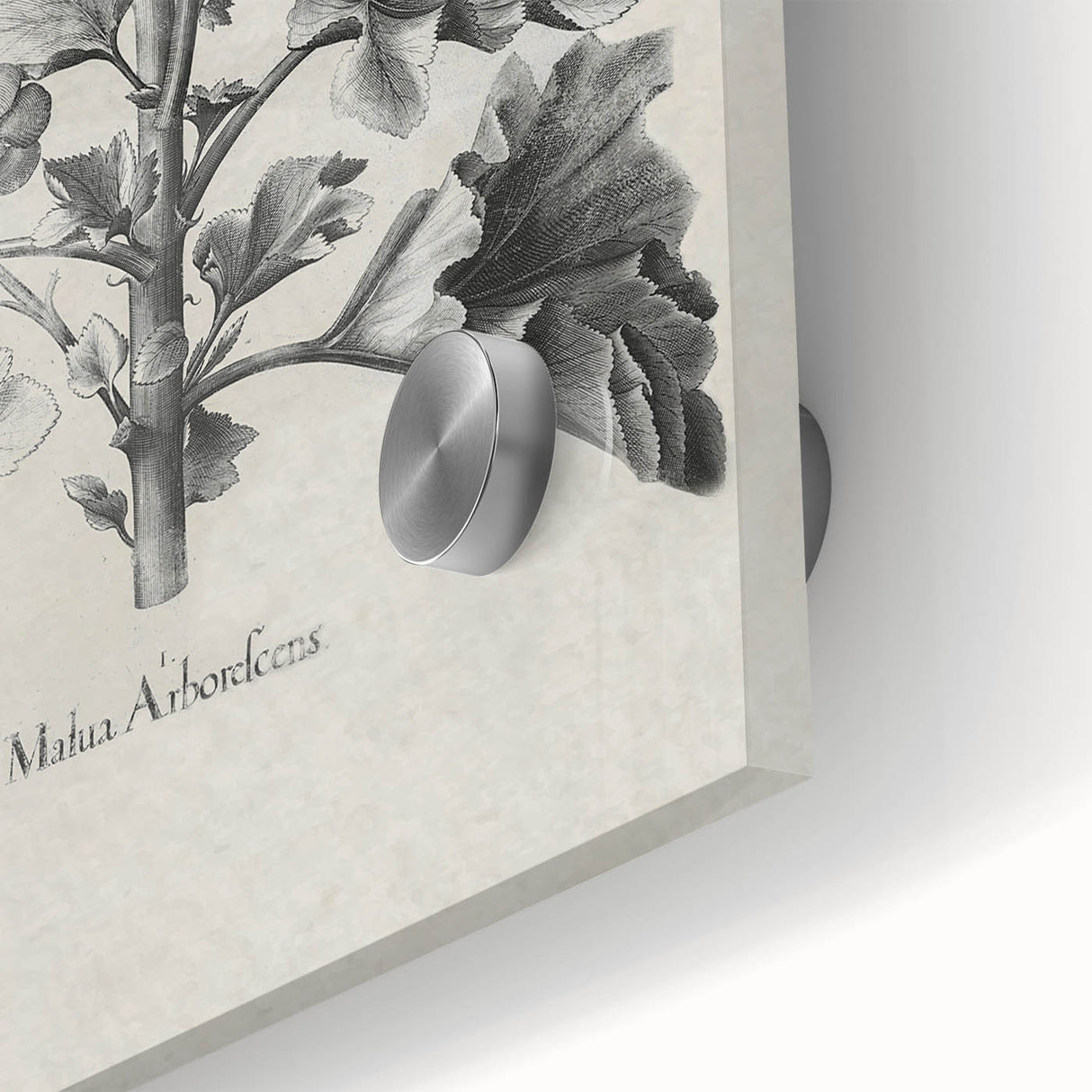 Vintage Botanical Art – Matua Arborescens Plant Illustration