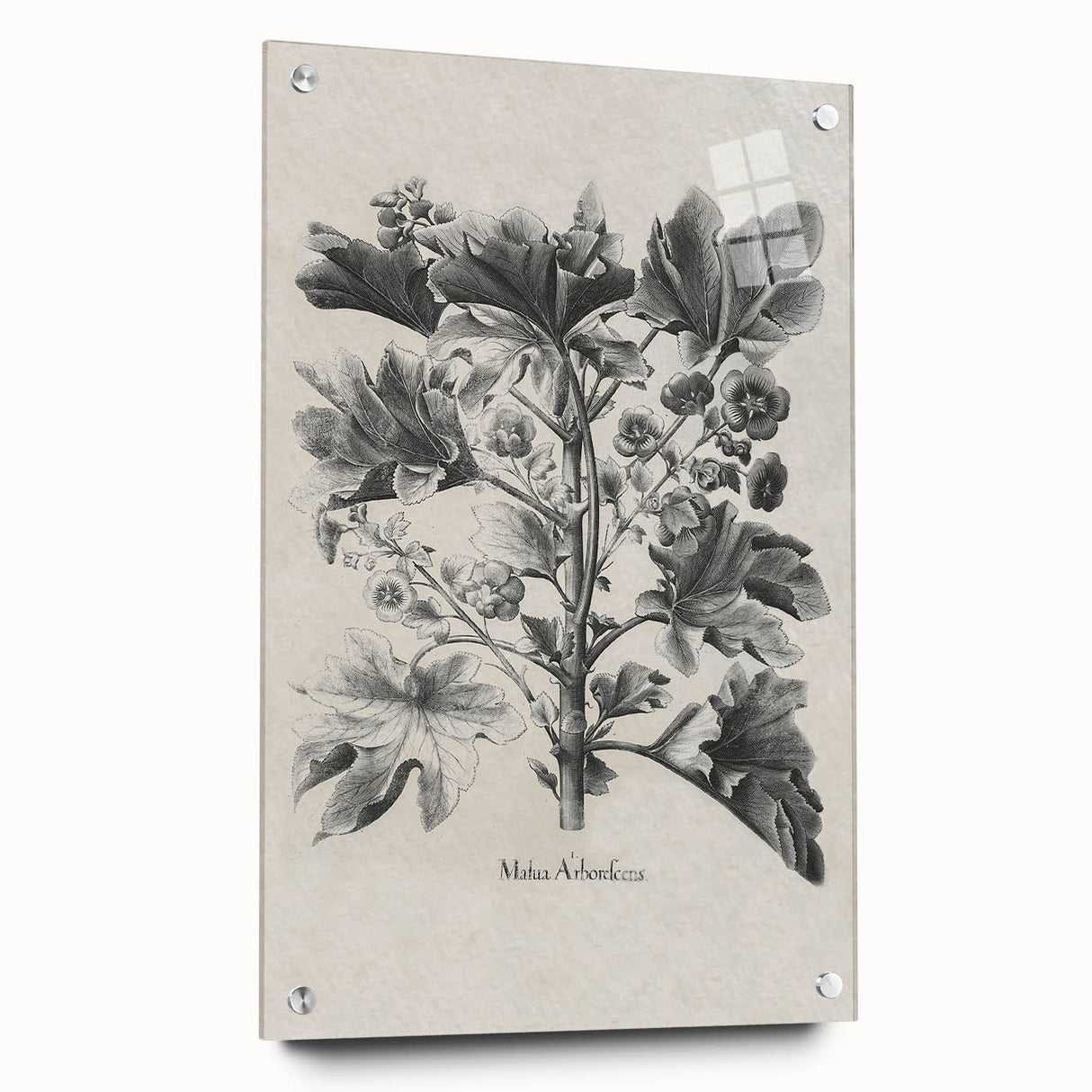 Vintage Botanical Art – Matua Arborescens Plant Illustration