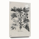 Vintage Botanical Art – Matua Arborescens Plant Illustration