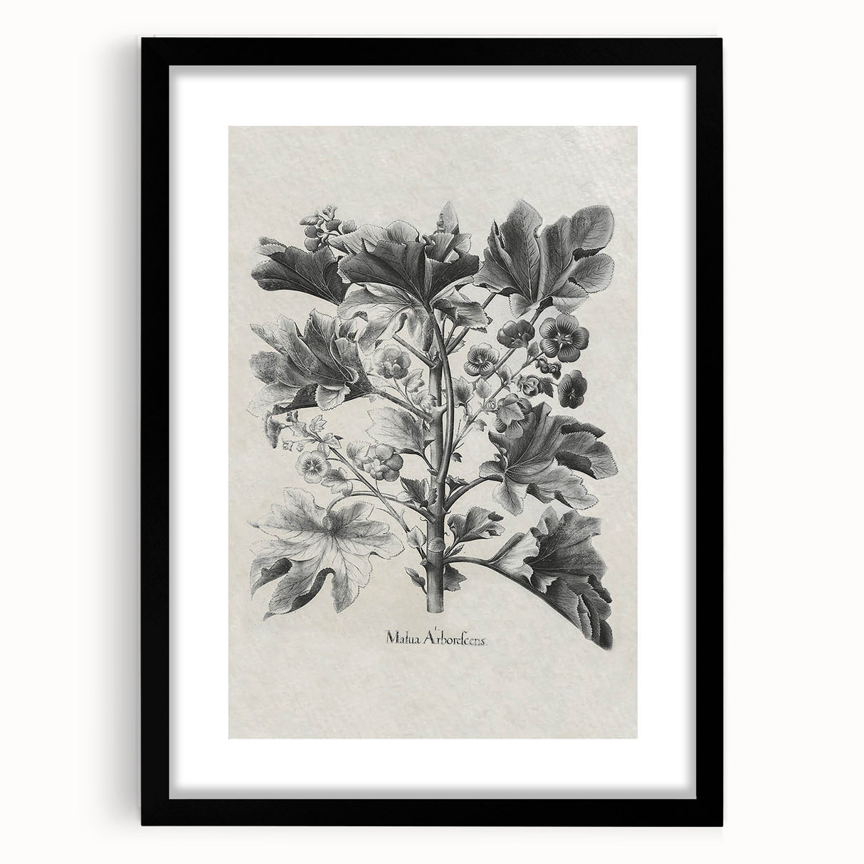 Vintage Botanical Art – Matua Arborescens Plant Illustration