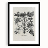 Vintage Botanical Art – Matua Arborescens Plant Illustration