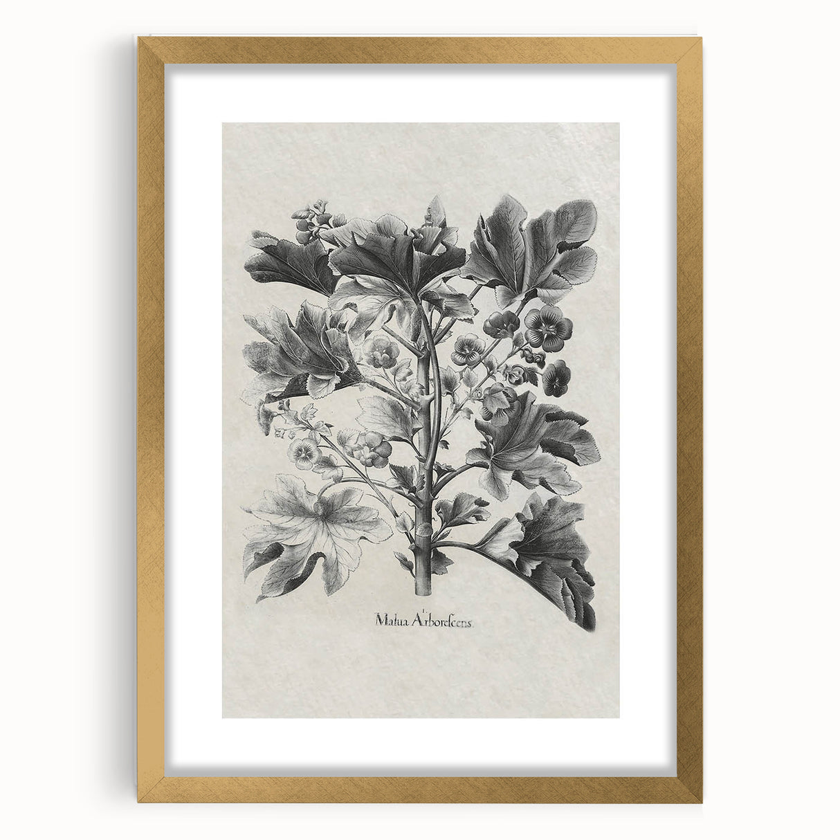 Vintage Botanical Art – Matua Arborescens Plant Illustration
