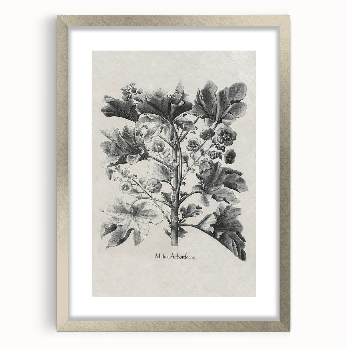 Vintage Botanical Art – Matua Arborescens Plant Illustration