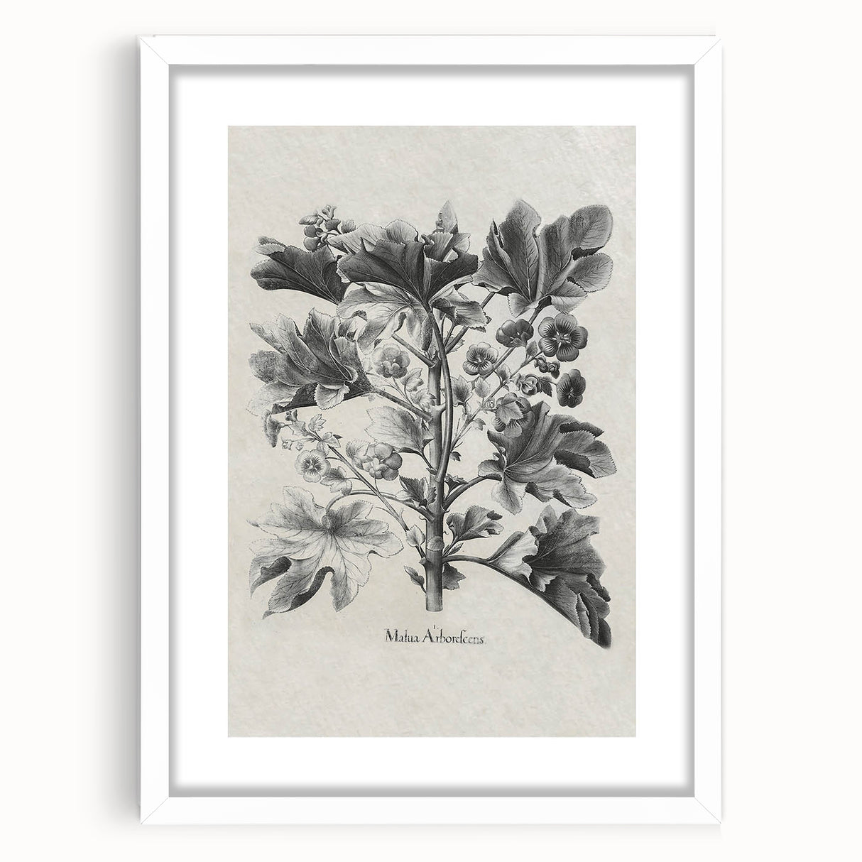 Vintage Botanical Art – Matua Arborescens Plant Illustration