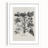 Vintage Botanical Art – Matua Arborescens Plant Illustration