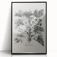 Vintage Botanical Art – Matua Arborescens Plant Illustration