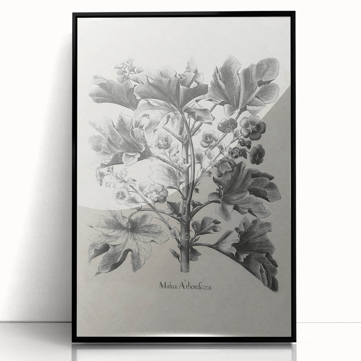 Vintage Botanical Art – Matua Arborescens Plant Illustration