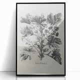 Vintage Botanical Art – Matua Arborescens Plant Illustration