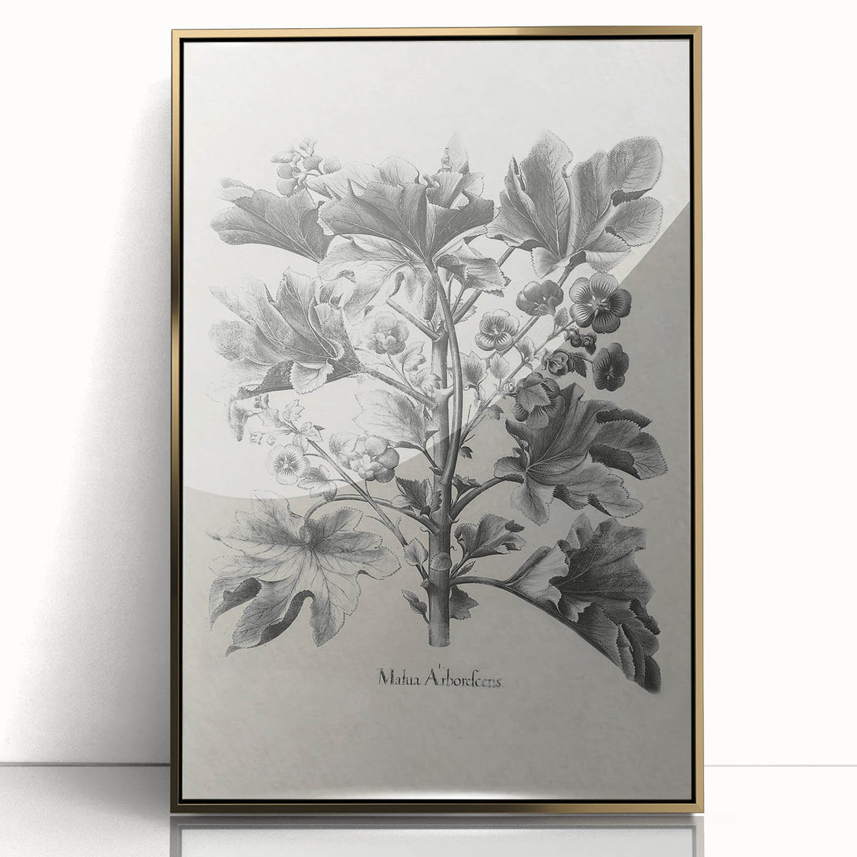 Vintage Botanical Art – Matua Arborescens Plant Illustration