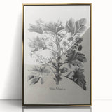 Vintage Botanical Art – Matua Arborescens Plant Illustration
