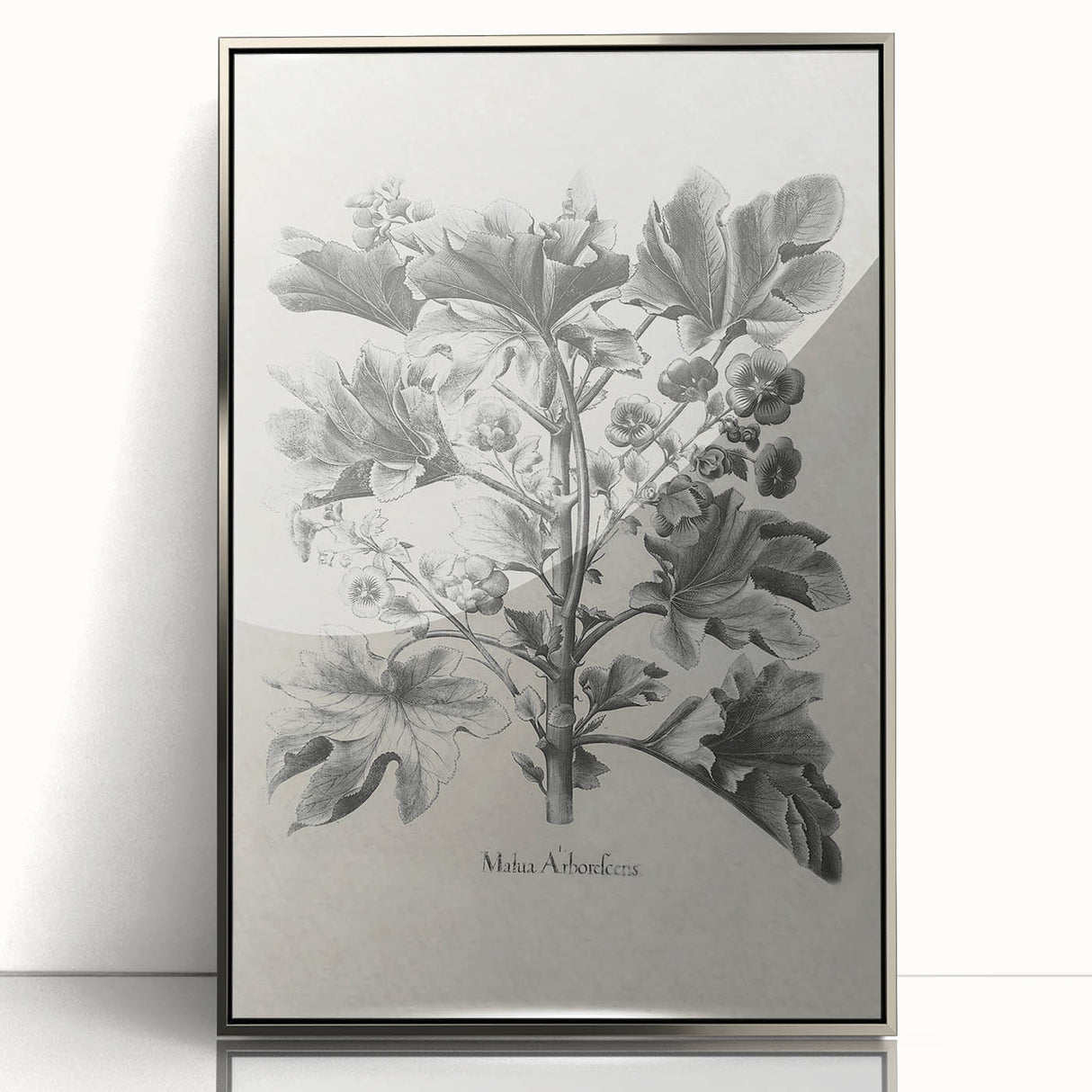 Vintage Botanical Art – Matua Arborescens Plant Illustration