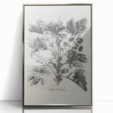 Vintage Botanical Art – Matua Arborescens Plant Illustration