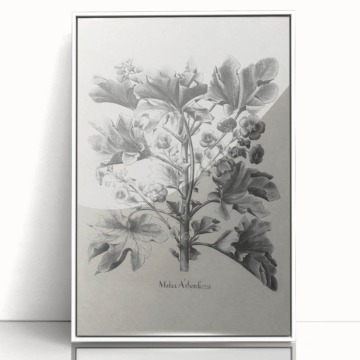 Vintage Botanical Art – Matua Arborescens Plant Illustration