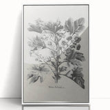 Vintage Botanical Art – Matua Arborescens Plant Illustration