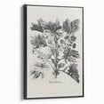 Vintage Botanical Art – Matua Arborescens Plant Illustration