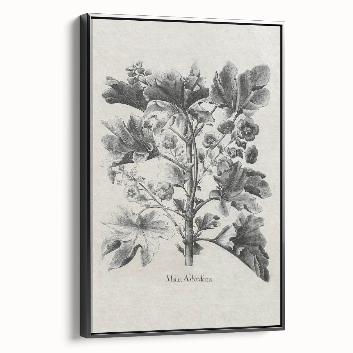 Vintage Botanical Art – Matua Arborescens Plant Illustration